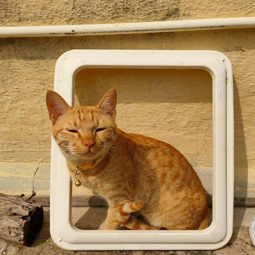 A cat relaxing 